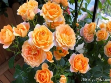 開花機器果汁陽臺月季，冬日盆栽做到開花旺盛