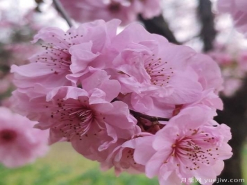 中國(guó)10大名花排行榜，你喜歡的花卉上榜了嗎