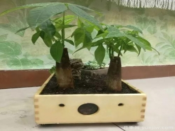 好看又省心，冬季適合懶人養(yǎng)的八大花卉植物