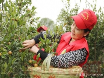 光山油茶果：從種得好到賣得好，怎么做到的