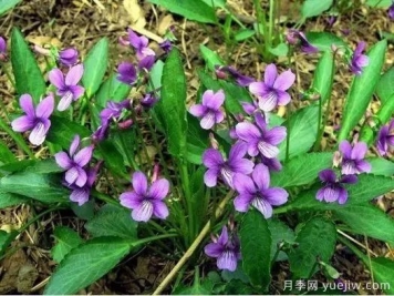 中草藥植物綠化，園林應(yīng)用新潮流？