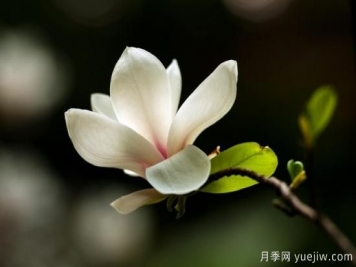 廣玉蘭的養(yǎng)護過程都需要注意哪些問題？