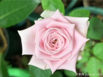 玫瑰、月季、薔薇如何區(qū)別？3個(gè)方法很簡單