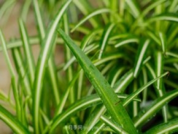 室內(nèi)喜陰的四個(gè)植物