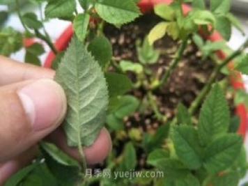月季紅蜘蛛用什么藥最有效，怎么防治