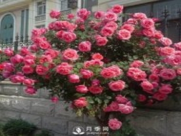 青島路邊月季美化，月季花比拳頭大，原來是樹狀月季