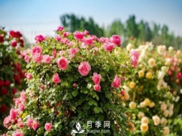 四川南充月季花海迎來(lái)1000㎡粉色沙灘，4月3日浪漫迎客
