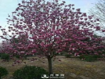 養(yǎng)護種植紅玉蘭有什么技巧呢？