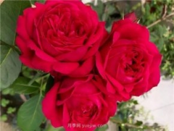 夏天隨便養(yǎng)，20個不怕熱的耐熱月季品種推薦