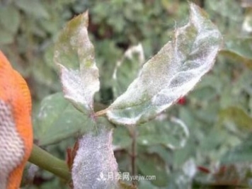 月季得了白粉病怎么辦？這些方法防治有效
