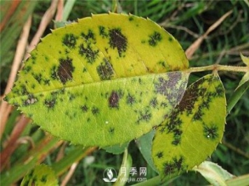 月季發(fā)生黑斑病時怎么辦？