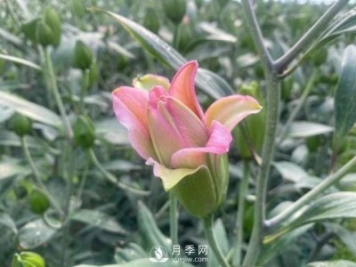 浙江成功引種玫瑰百合，它究竟是月季，還是百合？