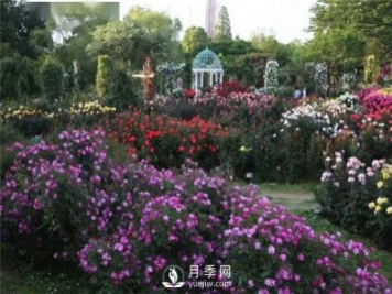 南陽月季在花園景觀中的應用