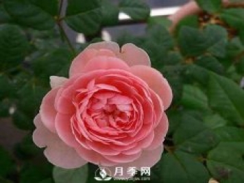 月季怎樣進(jìn)行修剪與管理、養(yǎng)護(hù)