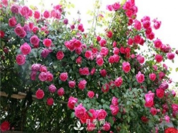藤本月季春花后修剪養(yǎng)護(hù)