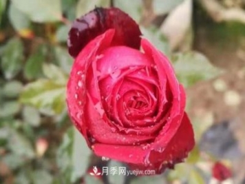 寒冬冰封時(shí) 猶有抱枝香 南陽(yáng)月季何以花開(kāi)四季？