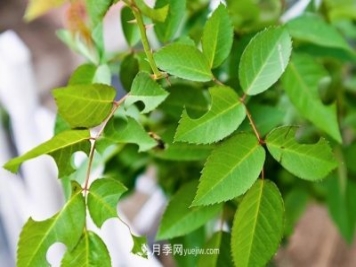 月季遇上切葉蜂，切葉蜂的習(xí)性和防治
