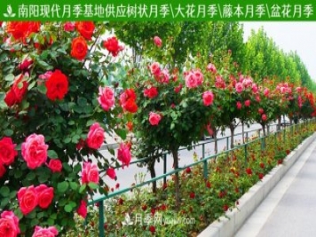 樹狀月季什么時候嫁接？