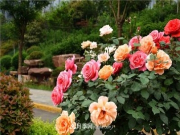 月季花霜霉病怎么預(yù)防和治療？