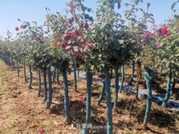 淺談怎么栽種樹狀月季？