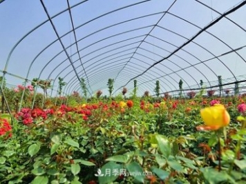 地被植物與園林地被植物的區(qū)別