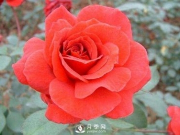 大花月季經(jīng)典品種----緋扇