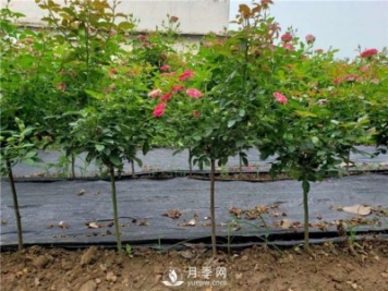 月季花，什么時(shí)候重剪好？