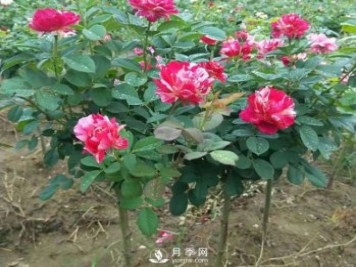 如何讓月季樹上花開三色？