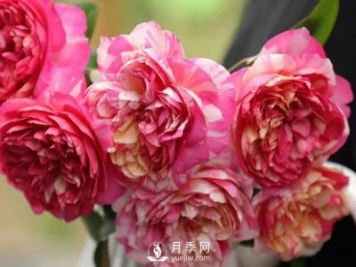 如何辨認(rèn)玫瑰花是否染色？月季網(wǎng)告訴你如何選擇？