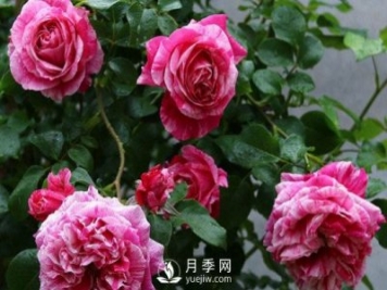 月季如何修剪和促進發(fā)筍芽？月季網(wǎng)告訴你