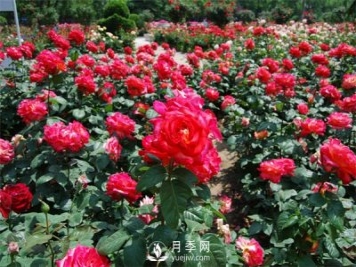 農(nóng)民投資月季種植，致富前景怎么樣？