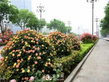 造型月季風(fēng)靡綠化行業(yè)，展現(xiàn)驚艷美化效果！