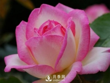 滅蚊器可以殺死月季上的蚜蟲嗎？月季蚜蟲防治方法