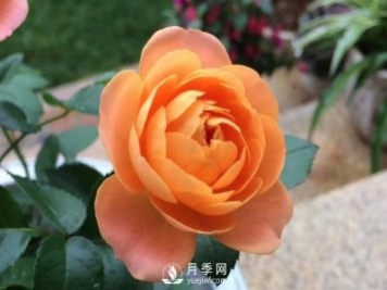 看到我修剪月季，鄰居說(shuō)種月季多會(huì)破財(cái)，建議全砍掉