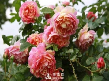 月季的整枝修剪是否得當(dāng)直接影響壽命，該如何修剪呢？