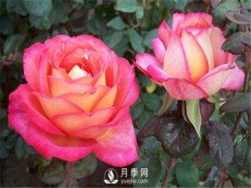 多種修剪南陽(yáng)月季花的方法你知道嗎？