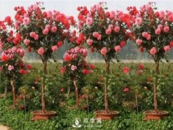 盆栽月季樹在不同成長時間應(yīng)該如何修剪？