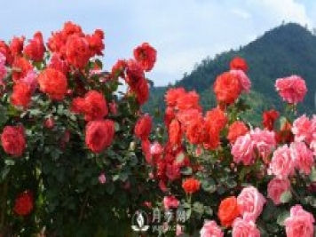 月季和玫瑰的區(qū)別是什么？