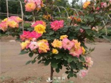 盆栽月季樹怎么養(yǎng)殖？