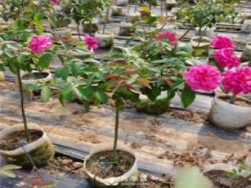 盆栽月季樹種植過程中可能涉及到的問題有哪些呢？