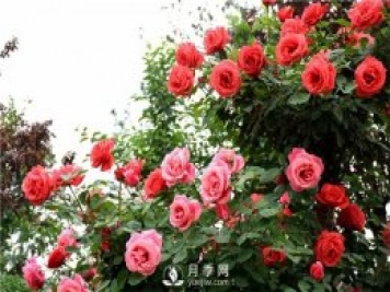 月季莖蜂和褐斑病如何防治？