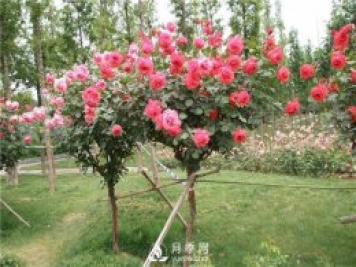 樹狀月季該怎么修剪？月季網(wǎng)告訴你