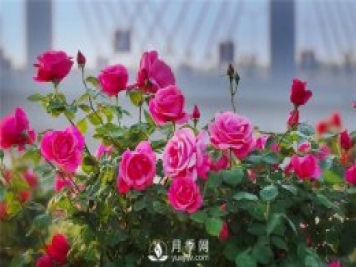 南陽月季產(chǎn)業(yè)發(fā)展的現(xiàn)狀是什么？月季網(wǎng)告訴你