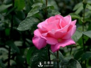 對(duì)抗月季螨類有哪些除蟲劑？月季網(wǎng)告訴你