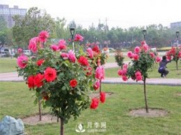 樹狀月季和棒棒糖月季能嫁接哪些月季品種？