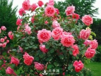 怎樣養(yǎng)好大花月季