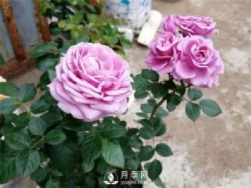 水星王陽(yáng)臺(tái)月季，必須要養(yǎng)的陽(yáng)臺(tái)盆栽月季花