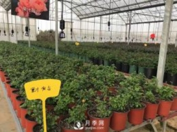月季基地的盆栽月季已經(jīng)長(zhǎng)成了！