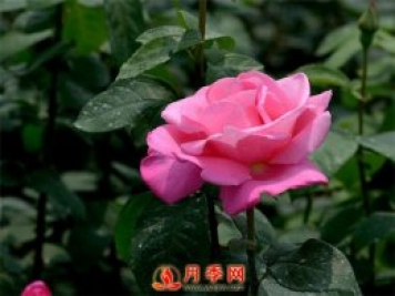 月季花如何修剪？你心里還沒有點(diǎn)數(shù)嗎？