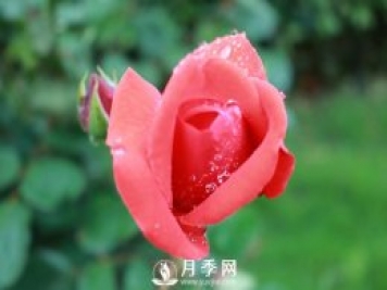會(huì)養(yǎng)護(hù)，為什么說(shuō)七月的月季不宜重剪？